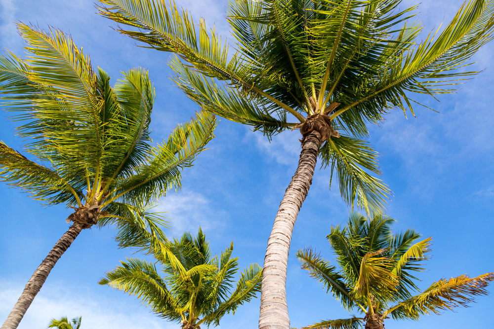 Home Auto Insurance West Palm Beach Fl Royal Palm Beach Fl Shelley Insurance Group Llc